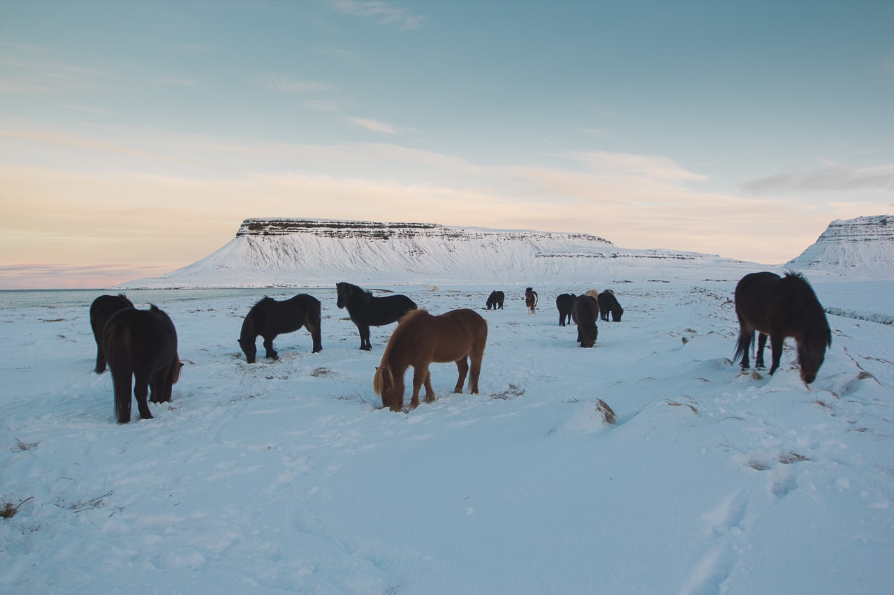 Iceland winter road trip - Kirkjufellsfoss Horses - by Conscious by Chloé