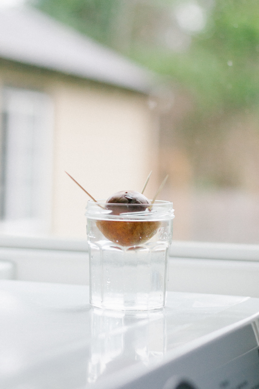 How to grow an avocado tree tutorial by Conscious by Chloé