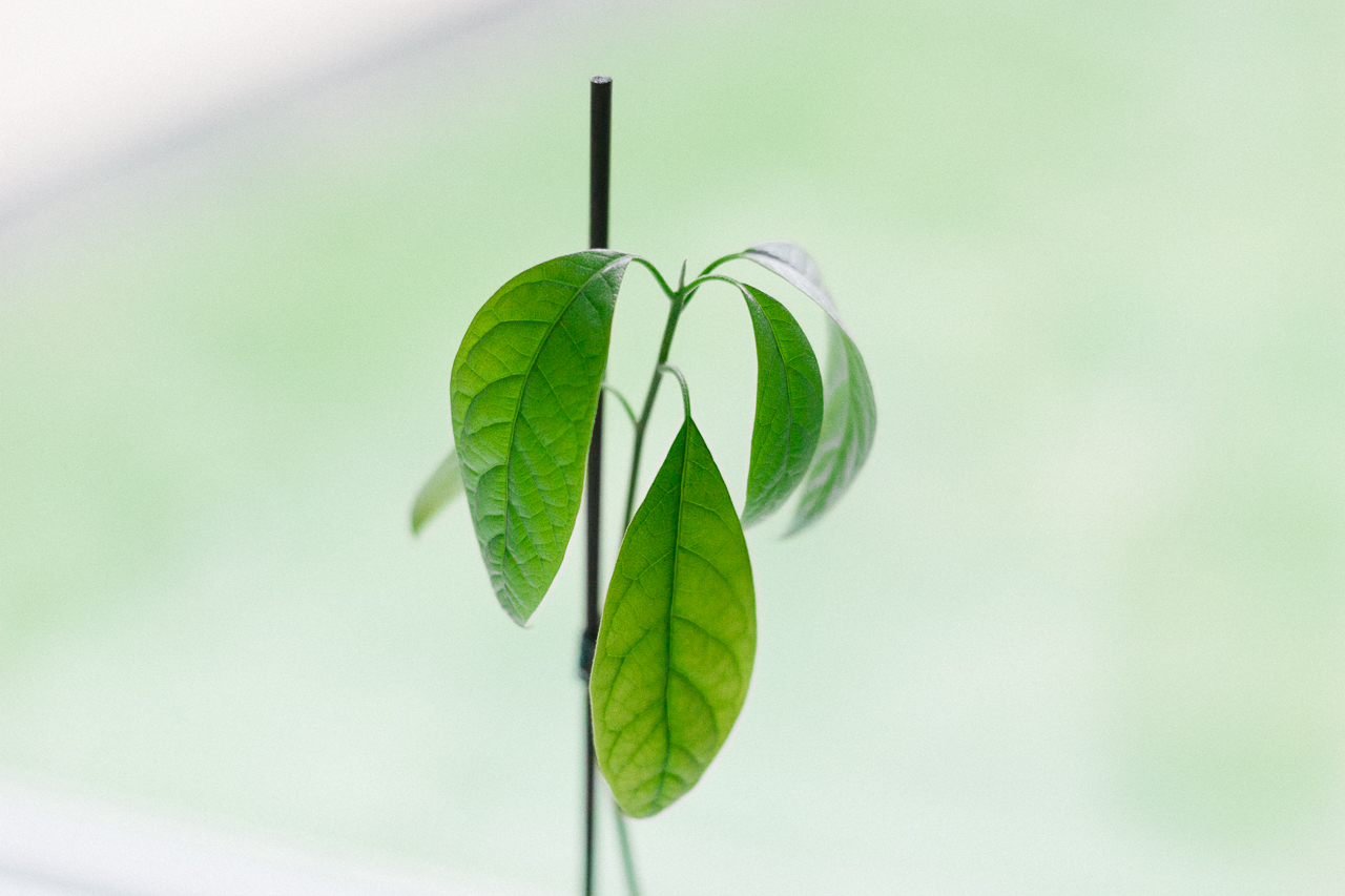 How to grow an avocado tree tutorial by Conscious by Chloé