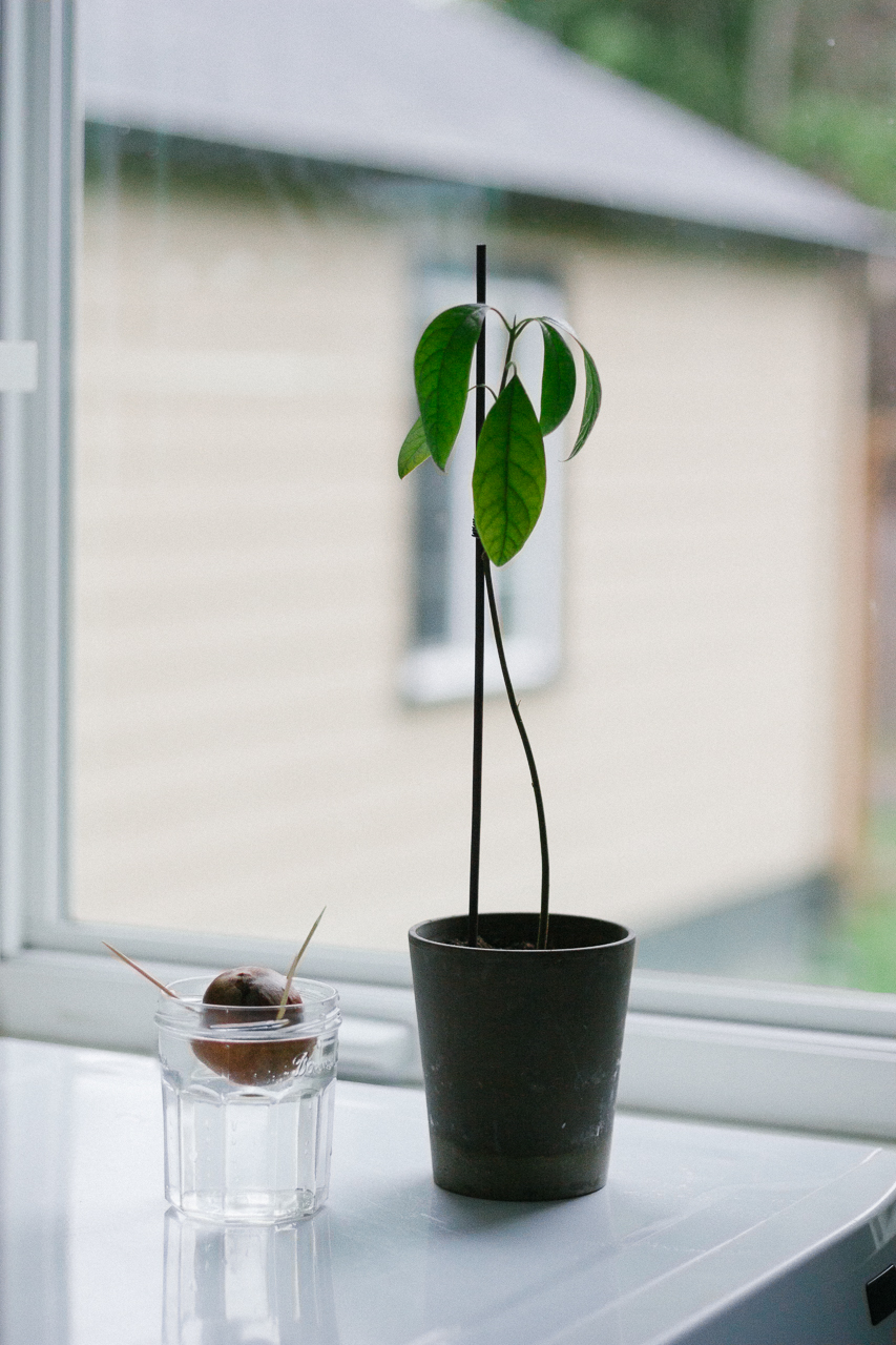 How to grow an avocado tree tutorial by Conscious by Chloé