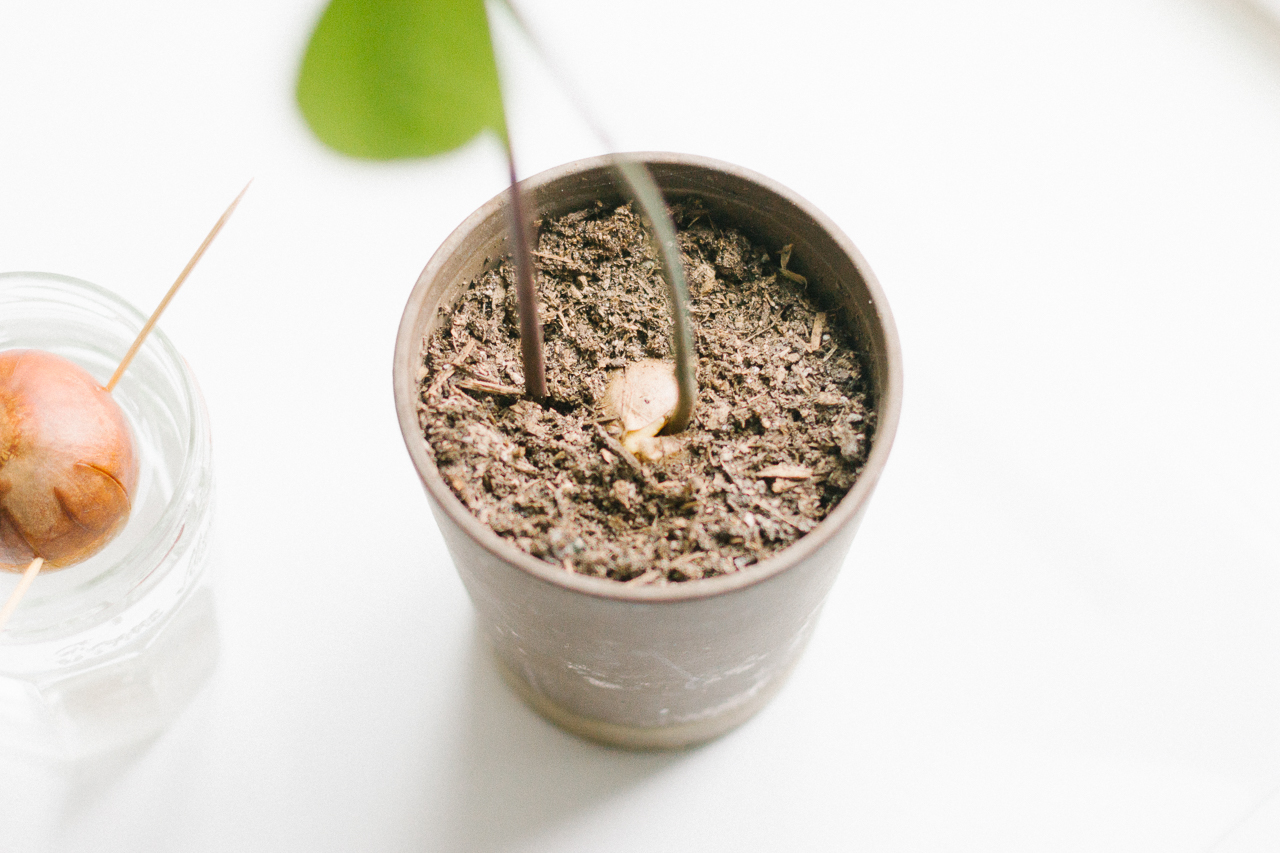 How to grow an avocado tree tutorial by Conscious by Chloé