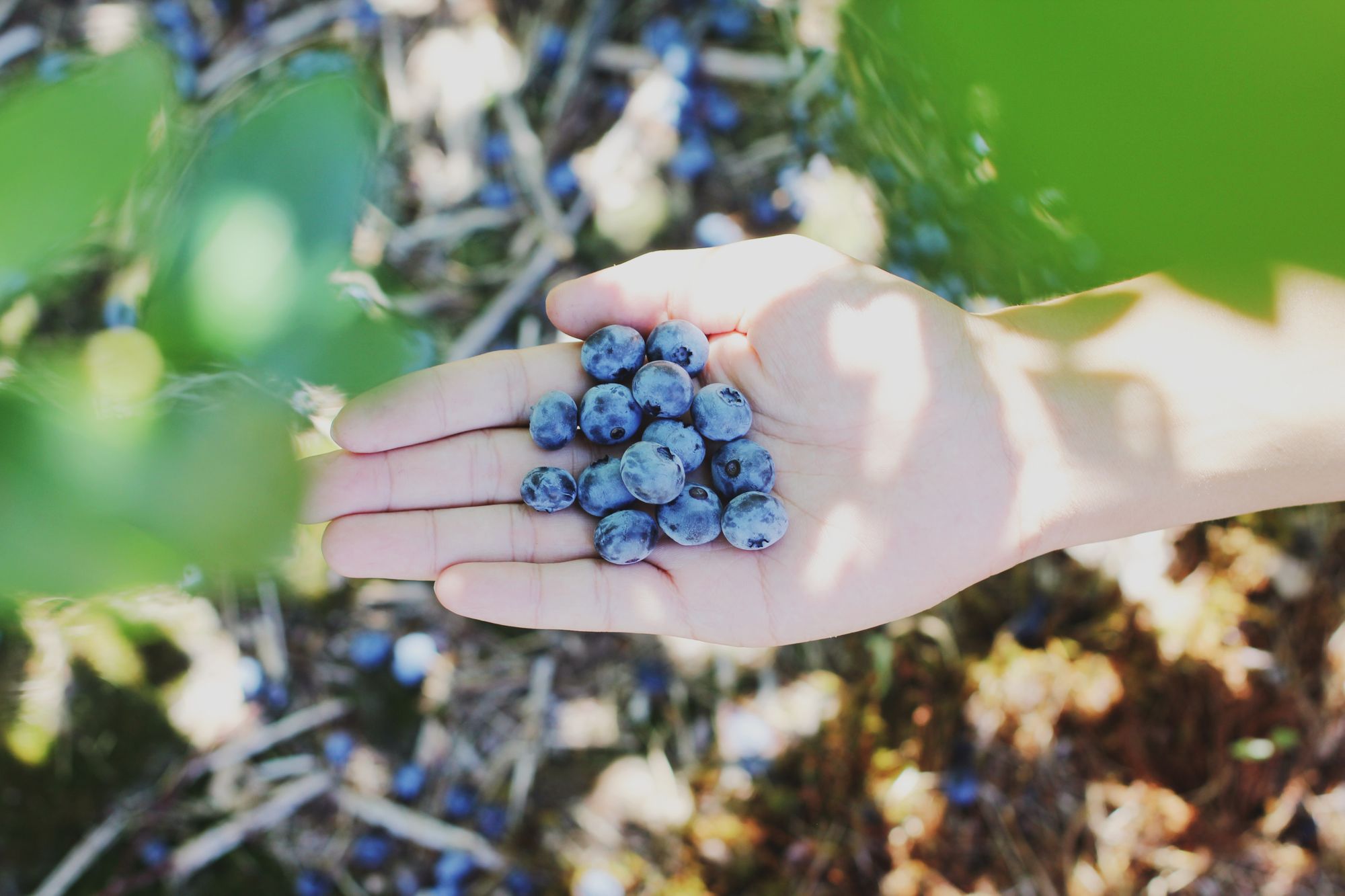 Blueberry Picking by Farsai Chaikulngamdee for Conscious by Chloé